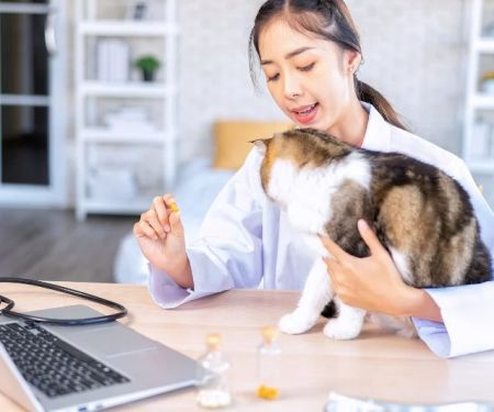 How to Create a Yearly Wellness Plan for Your Pet